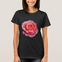 Rose mit tautropfen