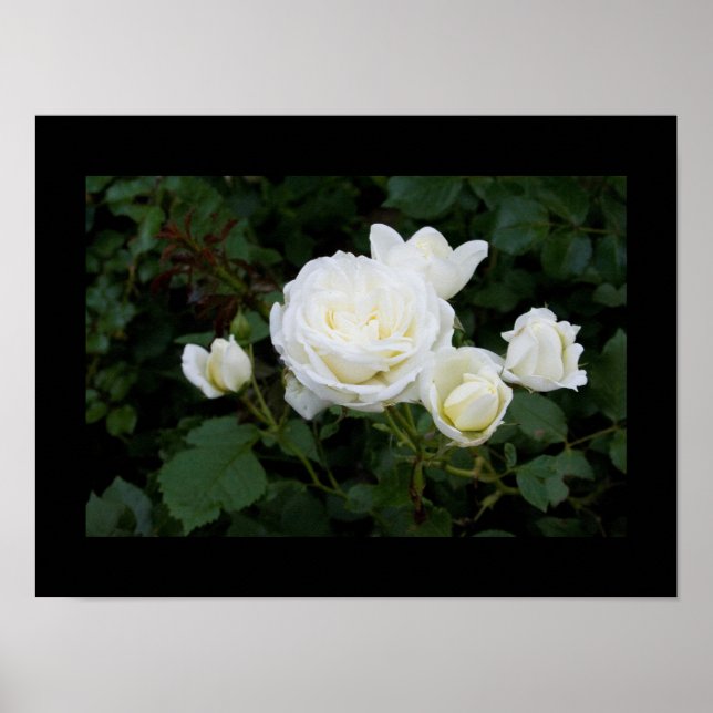 Rose mit vier weißen Rosenknospen Poster (Vorne)