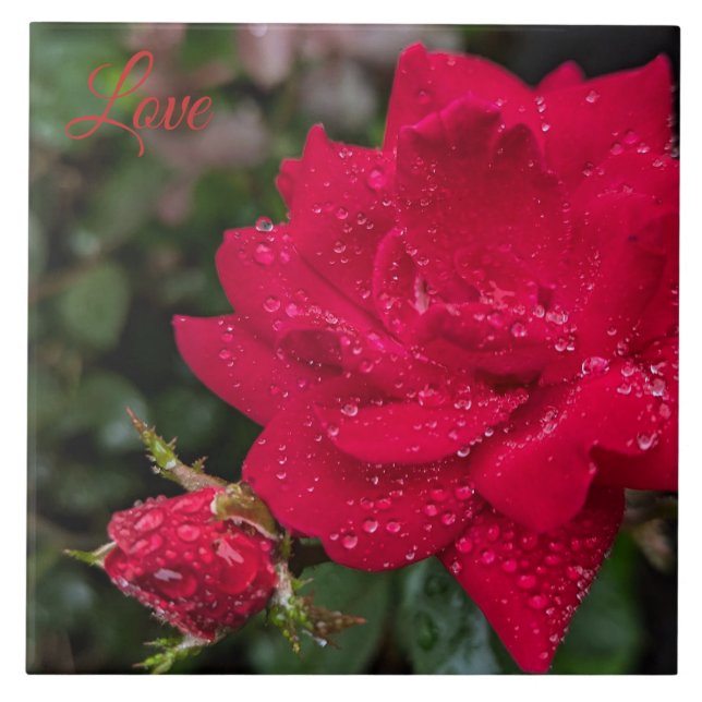 Rose morgens fliese (Vorderseite)