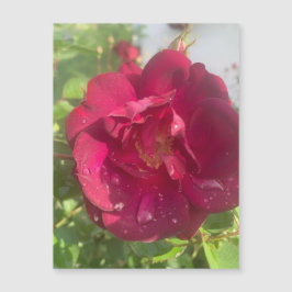 Rose nach Regen Magnet