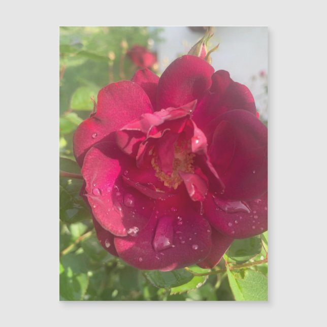 Rose nach Regen Magnet (Vorderseite)