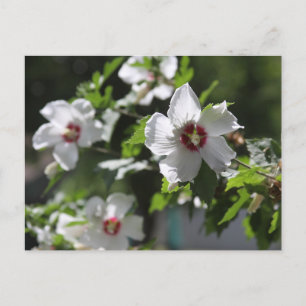 Rose-of-Sharon-Postkarte Postkarte