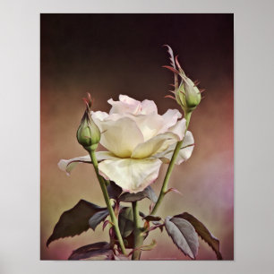 Rose Old World Portrait Fotokunst Druck Poster