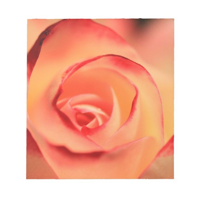 Rose Orange Rose Blüte Blüte Notizblock (Vorderseite)