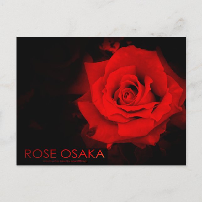 Rose Osaka: Postkarte (Vorderseite)