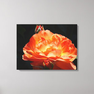 Rose-Panel Fine Art Prints Dekoration Orange Rose Leinwanddruck