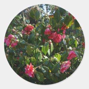 Rose Pink Camellia Stickers