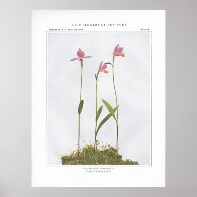 Rose Pogonia; Snakemouth - Pogonia ophioglossoides Poster (Vorne)