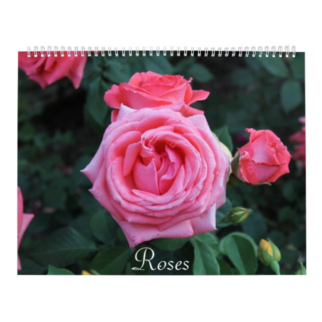 Rose Porträtkalender Kalender (Titelbild)