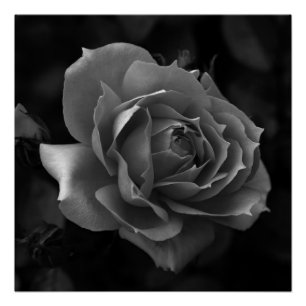Rose Poster