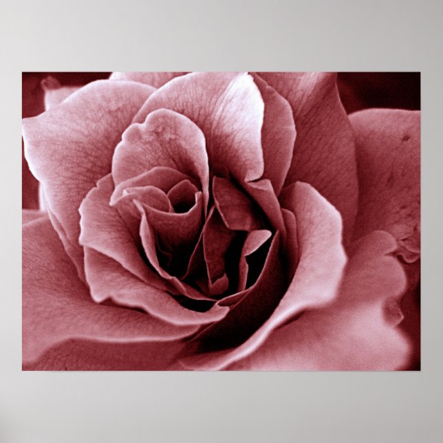 Rose Poster (Vorne)
