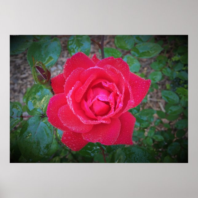 Rose, Poster (Vorne)