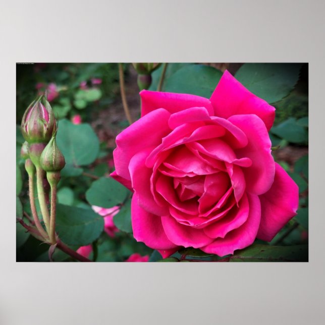 Rose, Poster (Vorne)