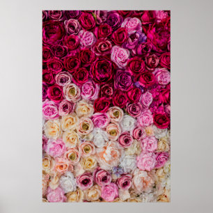 Rose Poster