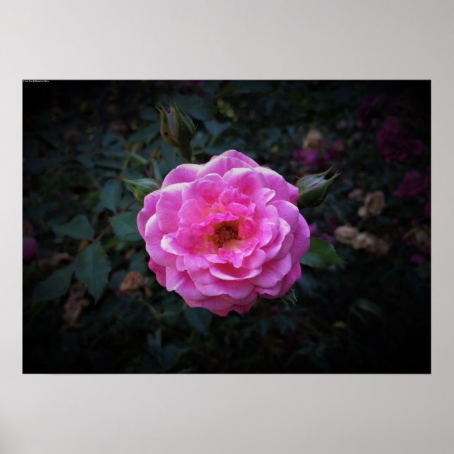 Rose, Poster (Vorne)
