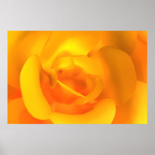 Rose Poster