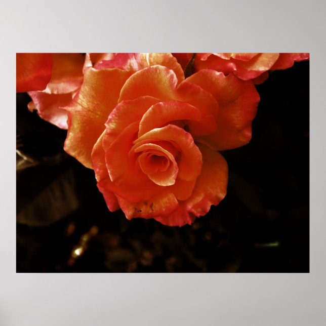 Rose Poster (Vorne)