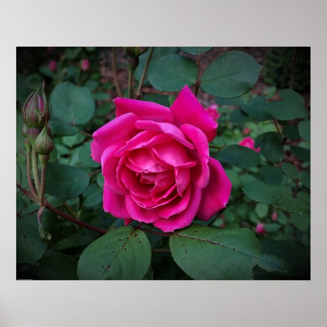 Rose, Poster (Vorne)