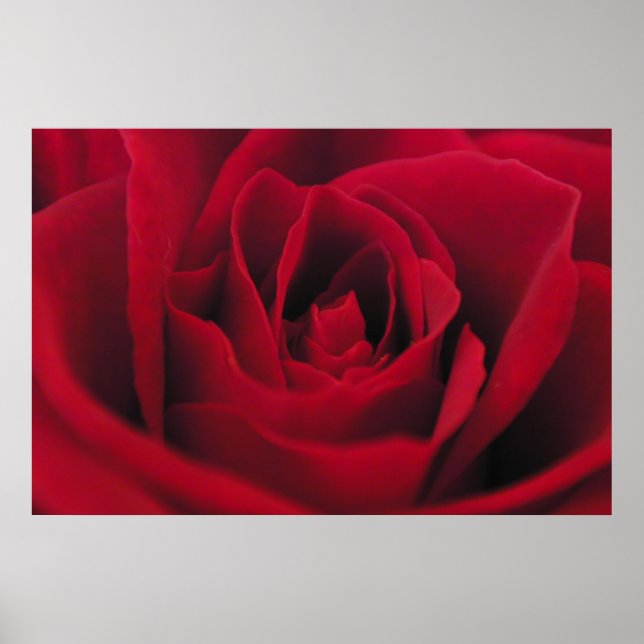 Rose Poster (Vorne)