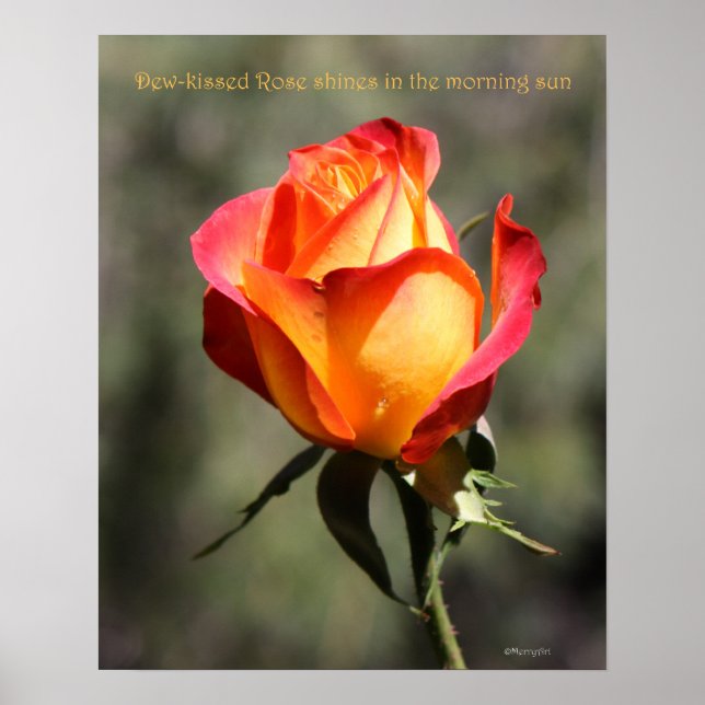 Rose Poster 16x20 ROSE & PROSE (Vorne)