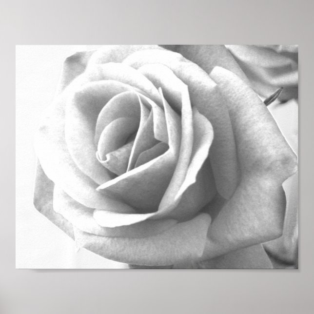 Rose Poster Print (Vorne)
