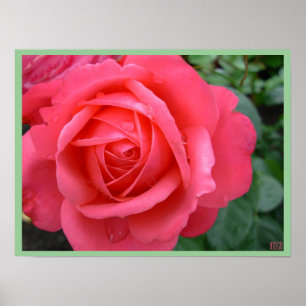 Rose Poster Print Beautiful Blume Printing