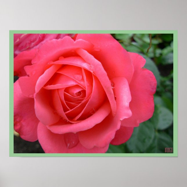 Rose Poster Print Beautiful Blume Printing (Vorne)