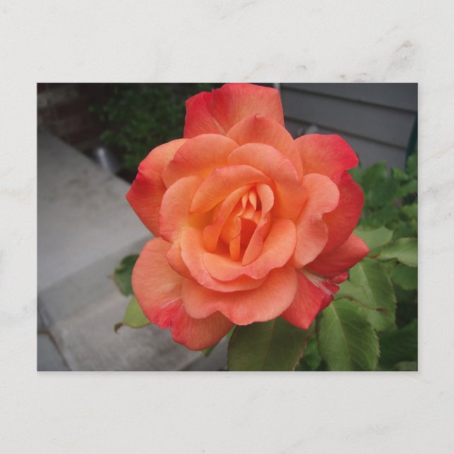 Rose Postkarte (Vorderseite)
