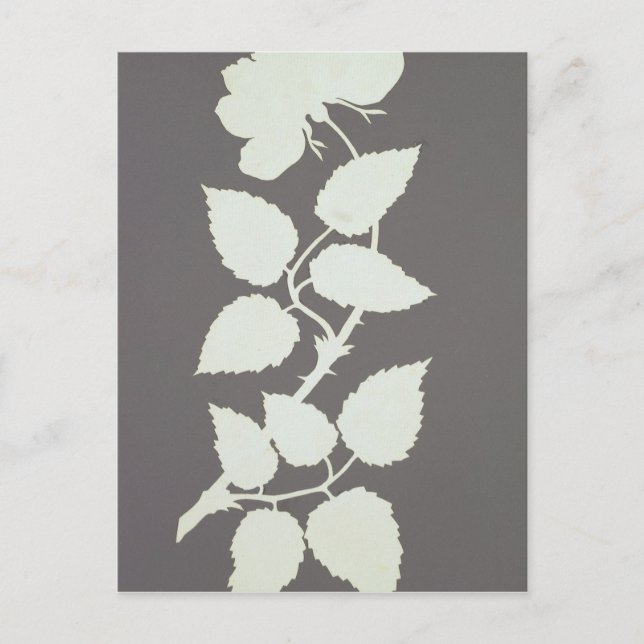 Rose Postkarte (Vorderseite)