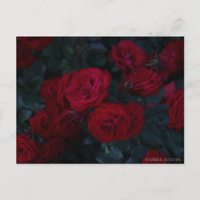 Rose Postkarte (Vorderseite)