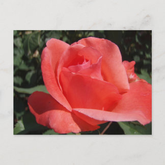 Rose Postkarte