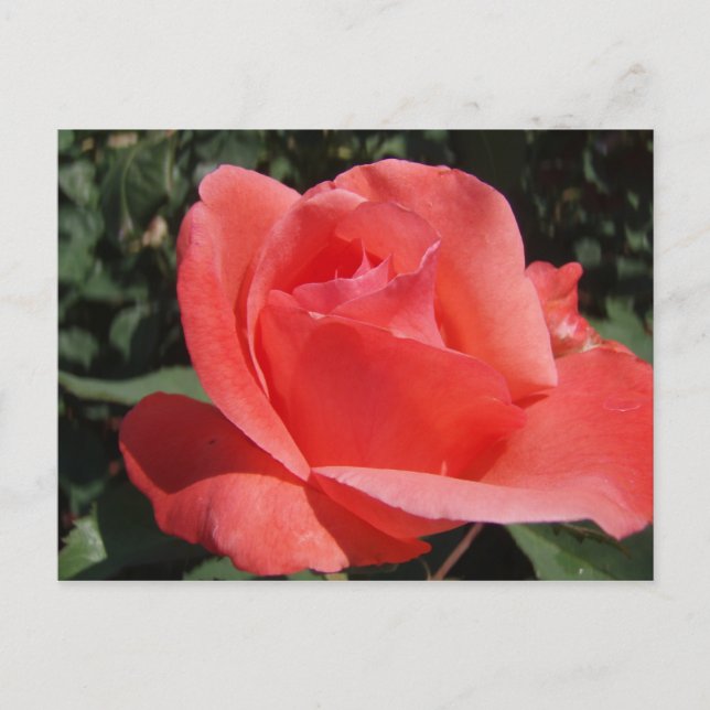 Rose Postkarte (Vorderseite)