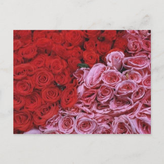 Rose Postkarte
