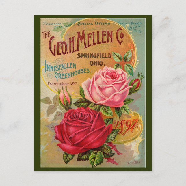 Rose Postkarte (Vorderseite)