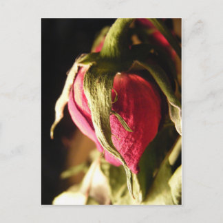 Rose Postkarte