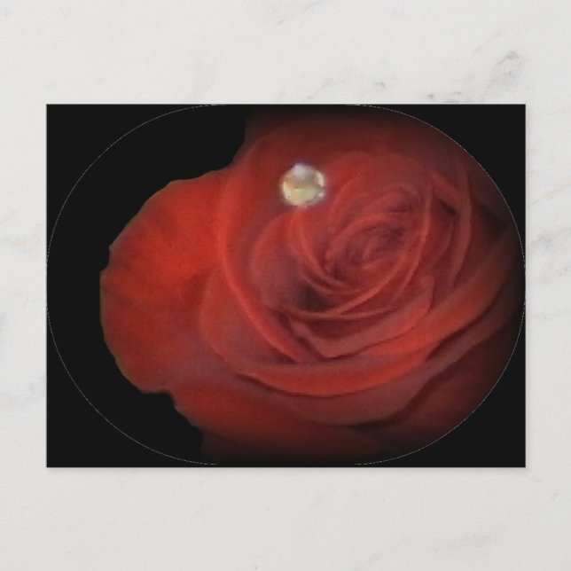 Rose Postkarte (Vorderseite)