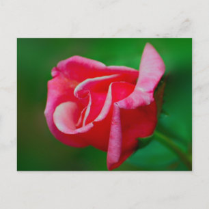 Rose Postkarte