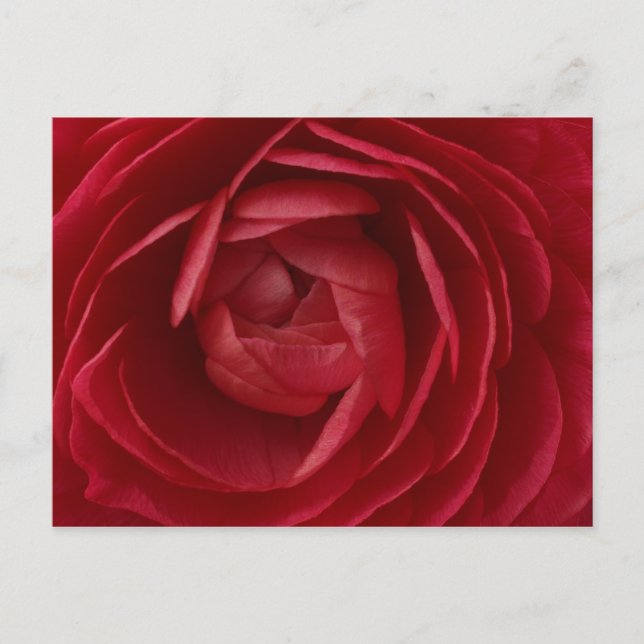 Rose Postkarte (Vorderseite)