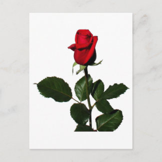 ROSE POSTKARTE