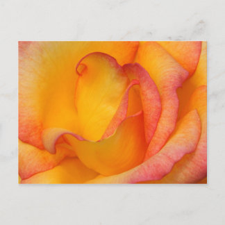 Rose Postkarte