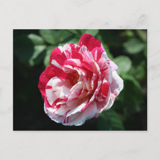Rose Postkarte