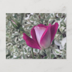 Rose Postkarte