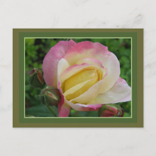 Rose Postkarte
