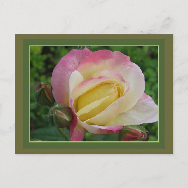 Rose Postkarte (Vorderseite)