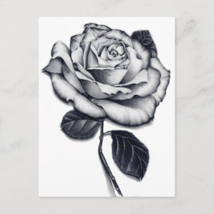 Rose Postkarte