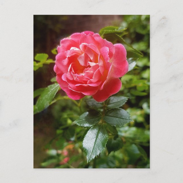 Rose Postkarte (Vorderseite)