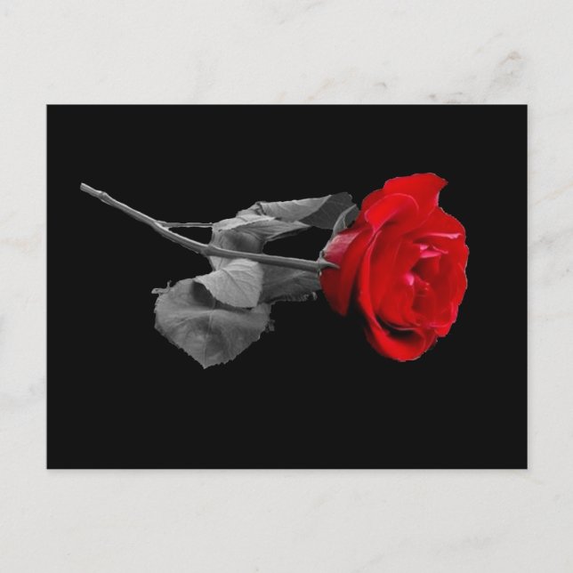Rose Postkarte (Vorderseite)