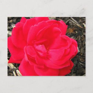 Rose Postkarte