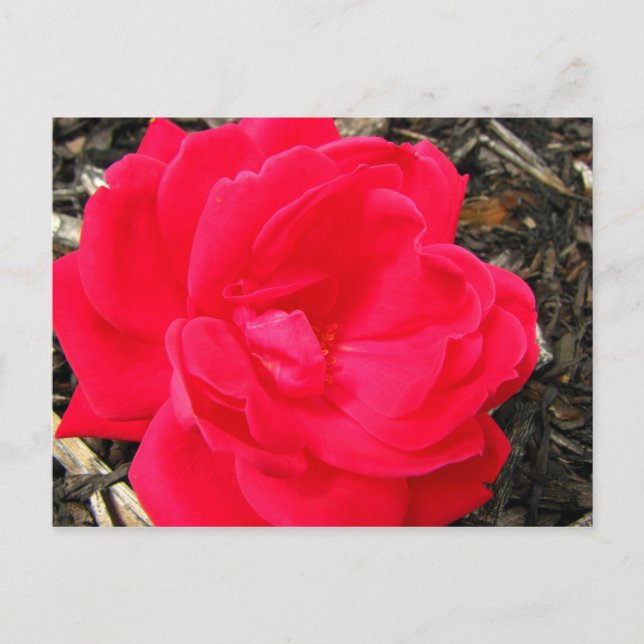 Rose Postkarte (Vorderseite)