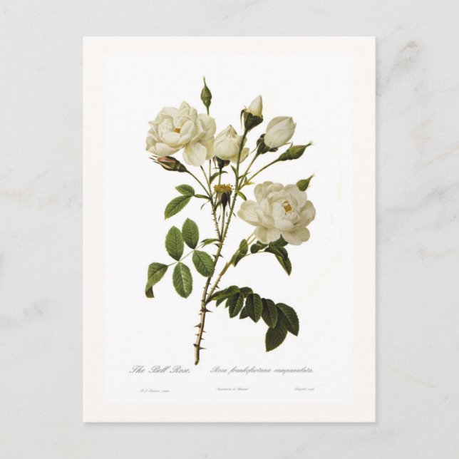 Rose Postkarte (Vorderseite)